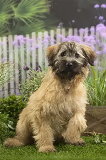 090517: Pyrenean Shepherd Dog (Berger des Pyrenees) puppy