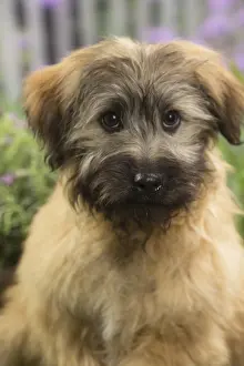 090517: Pyrenean Shepherd Dog (Berger des Pyrenees) puppy