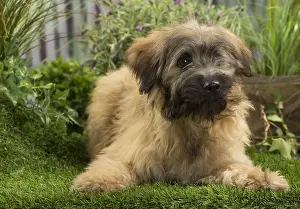 090517: Pyrenean Shepherd Dog (Berger des Pyrenees) puppy