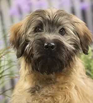 090517: Pyrenean Shepherd Dog (Berger des Pyrenees) puppy