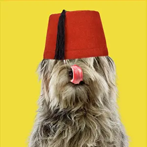 170222: Pyrenean Shepherd Dog, licking nose, wearing fez hat