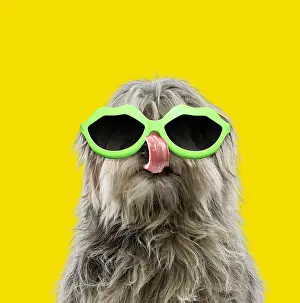 300719: Pyrenean Shepherd Dog, licking, wearing lip shpaed