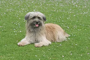 Berger: Pyrenean Shepherd, lying in a meadow Berger des