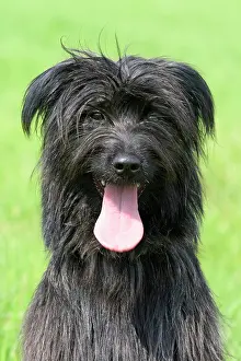 Berger: Pyrenean Shepherd, portrait Berger des Pyrenees