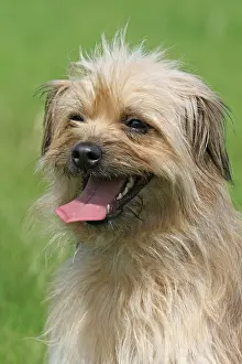 Berger: Pyrenean Shepherd, portrait Berger des Pyrenees