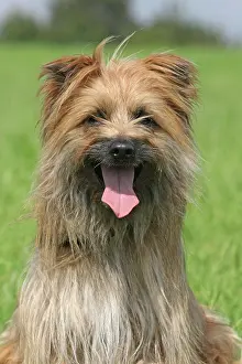 Berger: Pyrenean Shepherd, portrait Berger des Pyrenees