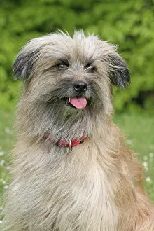Berger: Pyrenean Shepherd, portrait Berger des Pyrenees