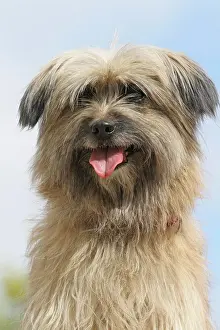 Berger: Pyrenean Shepherd, portrait Berger des Pyrenees