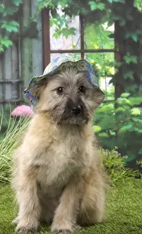 Berger: Pyrenean Shepherd puppy indoors