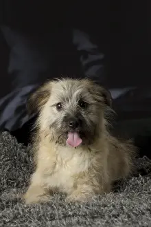 Berger: Pyrenean Shepherd puppy indoors