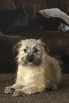 Berger: Pyrenean Shepherd puppy indoors