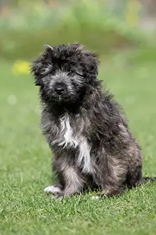 Pyrenean: Pyrenean Shepherd, puppy sitting in a meadow, northern