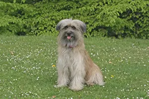 Berger: Pyrenean Shepherd, sitting on a lawn Berger des