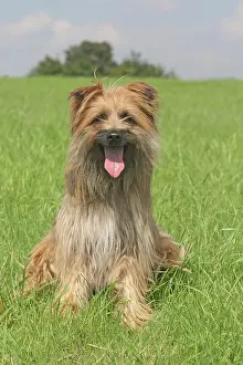 Berger: Pyrenean Shepherd sitting on a lawn Berger des Pyrenees