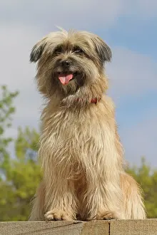 Berger: Pyrenean Shepherd, sitting on a step Berger des