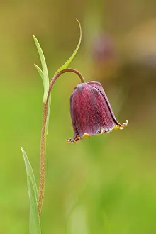 Fritillaries: Pyrenean Snakeshead / Pyrenean Fritillary in flower