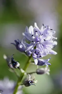 Scilla: Pyrenean squill, Scilla liliohyacinthus, Close side view of