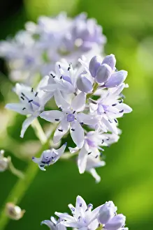 Scilla: Pyrenean squill, Scilla liliohyacinthus, Close side view of
