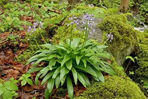 Scilla: Pyrenean Squill in woodland in spring French Pyrenees