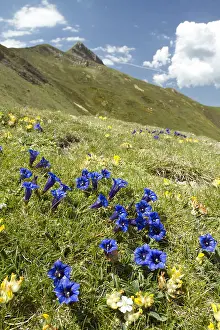 Trumpet: Pyrenean trumpet gentian (Gentiana occidentalis)