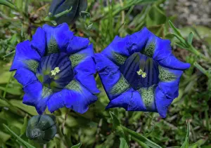 Trumpet: Pyrenean Trumpet Gentian, Gentiana occidentalis