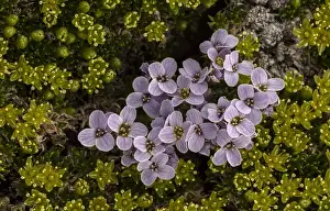 Montane: Pyrenean Whitlow Grass, Petrocallis pyrenaica, amongst