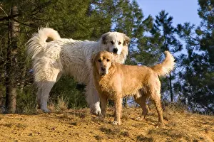 Raised: Pyreneean Mountain Dog and Golden Retriever Provence France