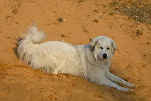 Sized: Pyreneean Mountain Dog lying on sand Provence France