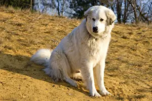 Seat: Pyreneean Mountain Dog sitting on sand Provence France