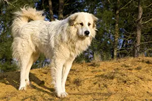 Raised: Pyreneean Mountain Dog standing on sand Provence France