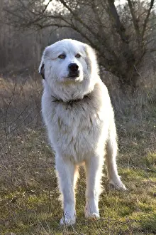 Molossoid: Pyreneean Mountain Dog standing in winter Provence France