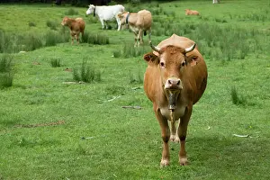 Keeping: Pyrenees cattle in mountain meadow -La Pobla de Lillet Spain