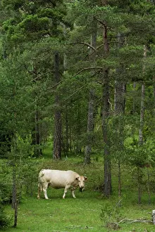 Keeping: Pyrenees cattle in mountain meadow -La Pobla de Lillet Spain