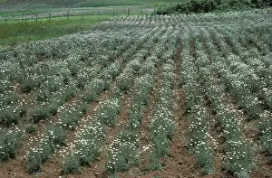 Chrysanthemum: Pyrethrum crop