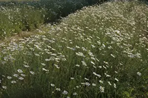 Pyrethrum: Pyrethrum Daisies