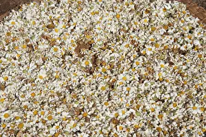 Pyrethrum: Pyrethrum Daisies - being dried