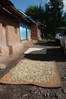Pyrethrum: Pyrethrum Daisies - being dried