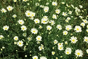 Insecticide: Pyrethrum flowers - a natural source of insecticide
