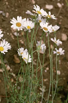 Insecticide: Pyrethrum flowers - a natural sourse of insecticide