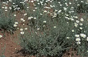 Chrysanthemum: Pyrethrum grown for Organic Insecticide
