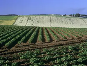 Potatoes: Pyrethrum and potatoes