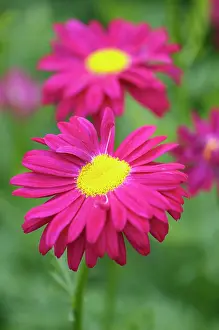 Chrysanthemum: Pyrethrum roseum Duro, Chrysanthemum, Pink, Perennial, Sum