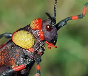 Grasshopper: Pyrgomorphid GRASSHOPPER - foaming in self-defence