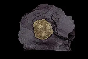 Dollar: Pyrite (FeS2) (Iron sulfide) / Pyrite Sun / Pyrite