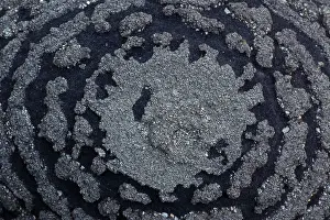Pyrites: Pyrite on Shale Concretion