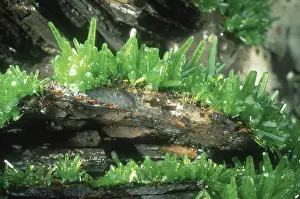 Phosphate: Pyromorphite Crystals