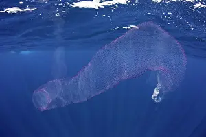 Tunicate: Pyrosomes, colony hundreds to thousands individuals