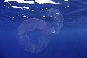 Tunicate: Pyrosomes, colony hundreds to thousands individuals