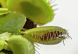 Venus: Pyrrhocoridae ( Pyrrhocoridae ) in Venus flytrap
