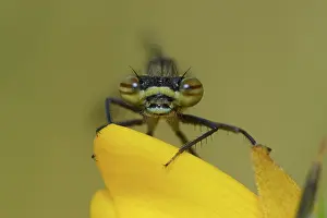 Gorse: Pyrrhosoma nymphula